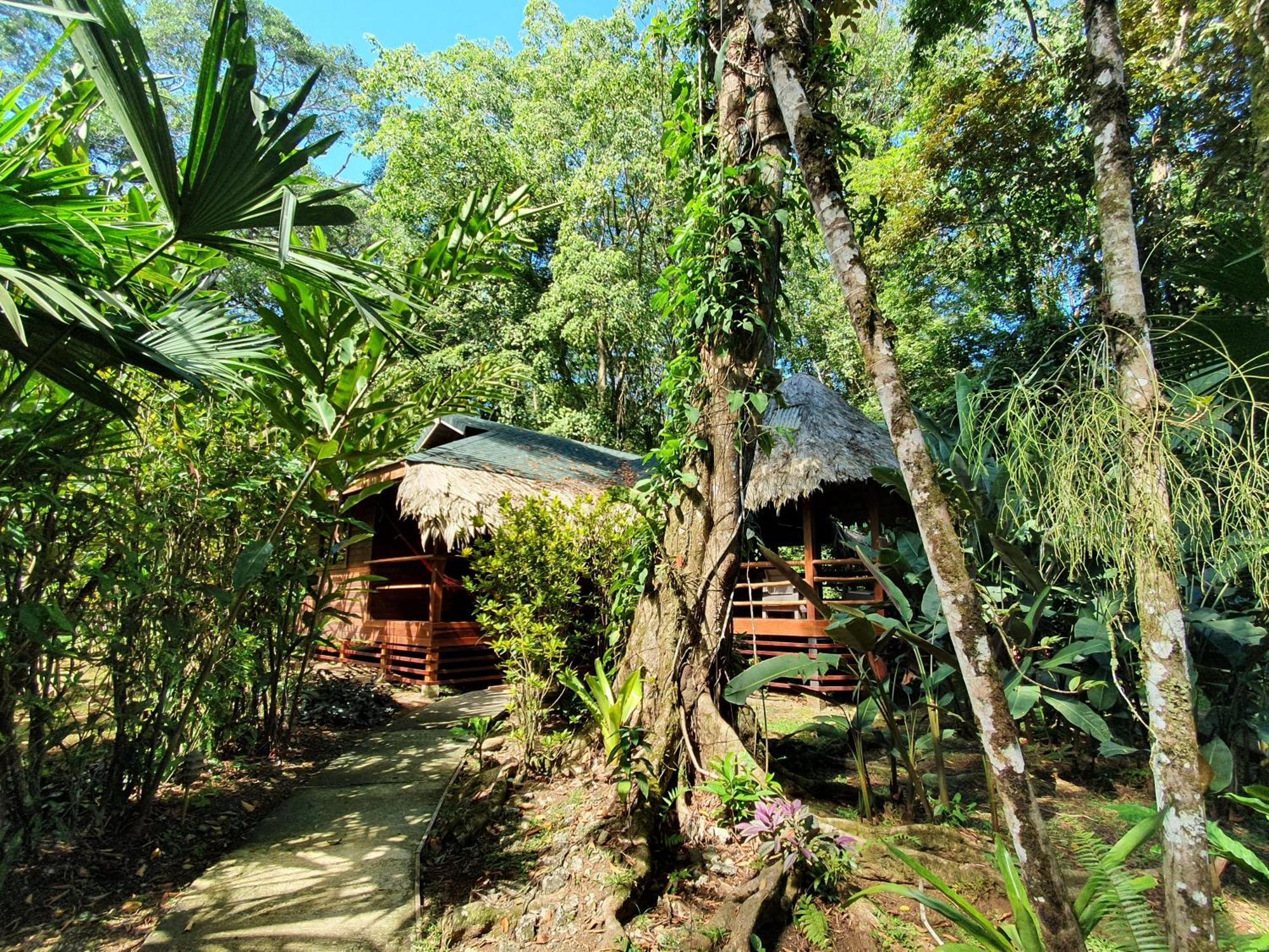 Cariblue Beach And Jungle Resort Puerto Viejo de Talamanca Habitación foto